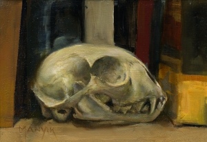 Bobcat Skull study
